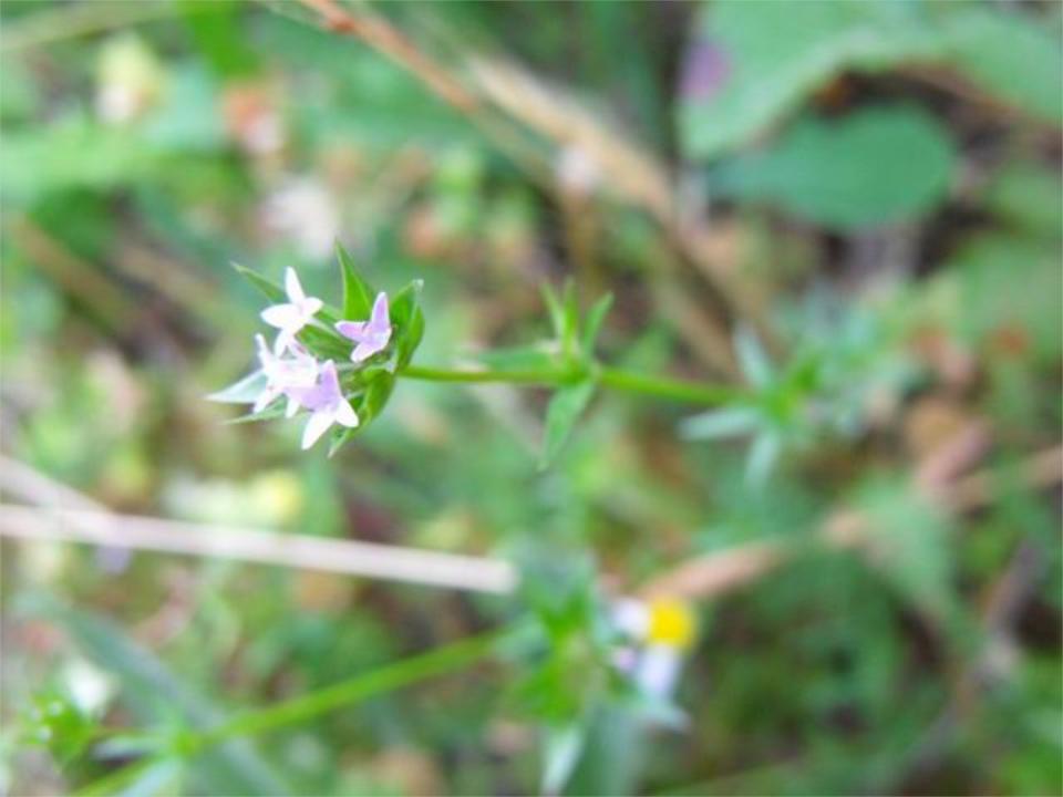 Sherardia arvensis